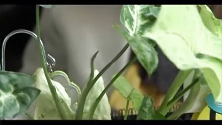 ��̬���þ��ʻ���