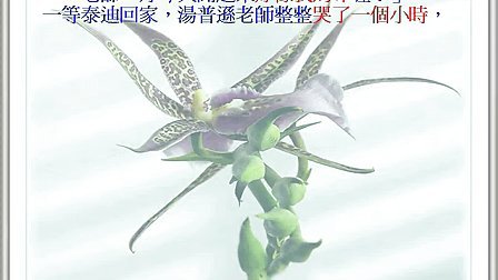 ���羭���������-��ʦ����ʾ