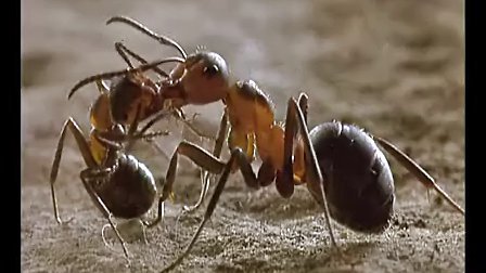 ����1��Сѧ���ʿν�ѧʵ¼ʾ����ѧ������Ƶ��