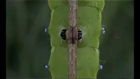 ���棨Сѧ���ʿν�ѧʵ¼ʾ����ѧ������Ƶ��