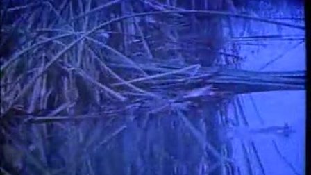 Сѧ�������ʿ���Ƶ_����b_x3