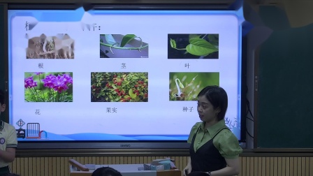 《介绍一种自己喜欢的植物》优秀教学视频-部编版三年级语文下册 – 三年级语文优质课公开课示范观摩研讨课视频