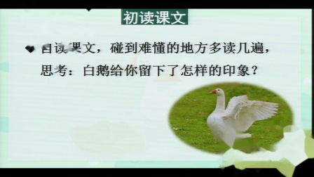 《白鹅》优秀教学视频-部编版四年级语文下册 – 四年级语文优质课公开课示范观摩研讨课视频