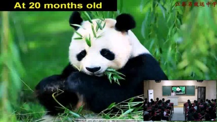 《Wild animals Reading 1》优秀教学视频-牛津译林版八年级英语上册 – 八年级英语优质课公开课示范观摩研讨课视频